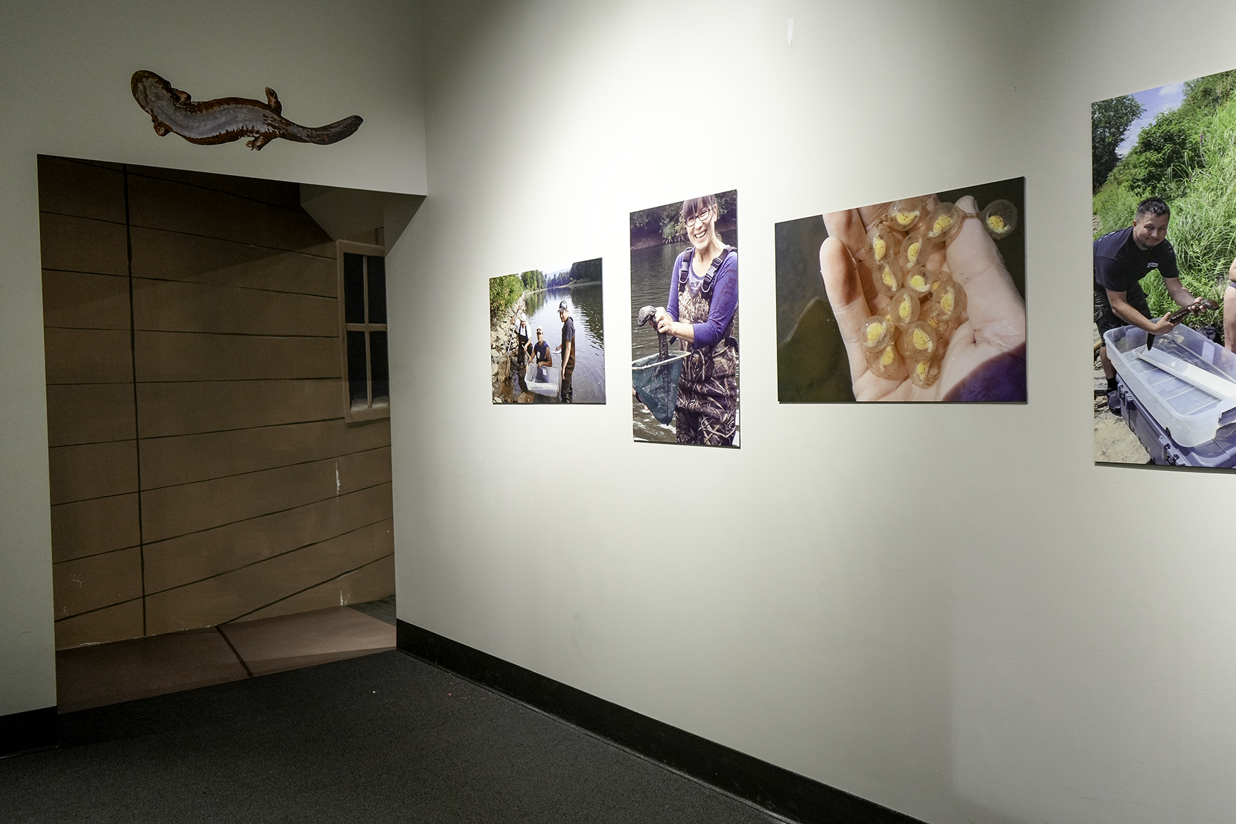 A perspective picture of the 'Hellbender' exhibit. There is a giant vinyl sticker of a hellbender over an opening doorway. On the opposite wall four differesnt photos are seen. The first features three people in a river environment holding a hellbender. The second image shows a young woman in a river environment smiling holding a hellbender. The third photo is a close up of hands holding hellbender eggs which are orange and look like fish eggs. The fourth photo shows one man outside bent over a clear plastic storage container smiling looking at the camera while holding a hellbender.